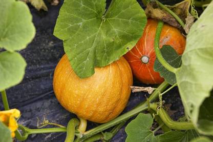 CYBEXIS GBPUT-78 - Blaze Pumpkin Premium Hybrid Quality - (100 Seeds) Seed