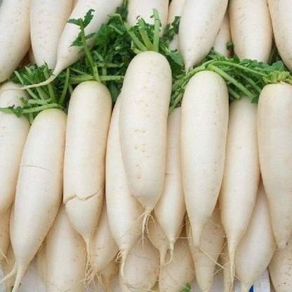 Qausain Radish all season Seed