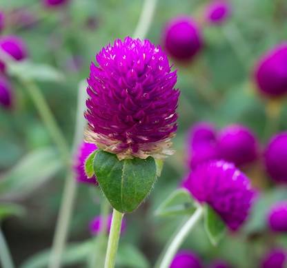 STARKC Globe amaranth, (Gomphrena globosa) Seed