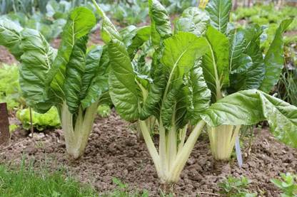 LPR SPINACH , PALAKH Seed