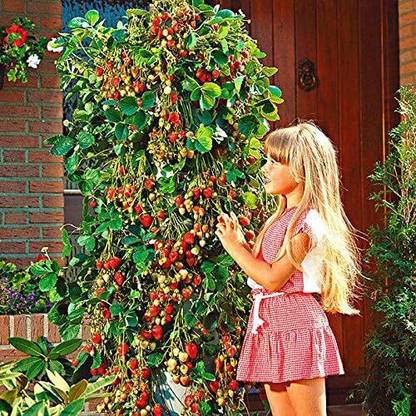 KNESSiN Organic Strawberry seeds "Temptation" Sweet and Delicious. Seed