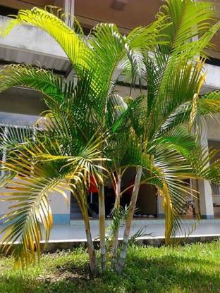 BDSresolve palm tree seeds for home garden/palm seed 18 Seed