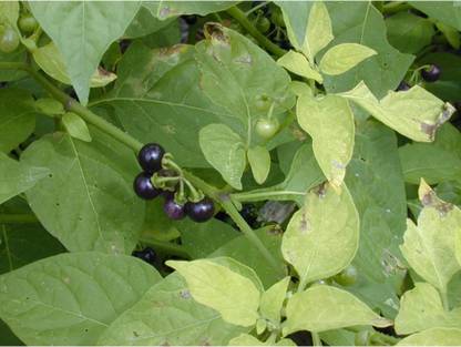 CHILLATAI Milagu Thakkali Keerai | Manathakkali keerai | Manithakkali Kerrai | Keerai Seed