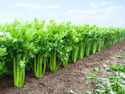 CYBEXIS XLR-74 - Green Leaf Stalk Celery Celeriac - (750 Seeds) Seed