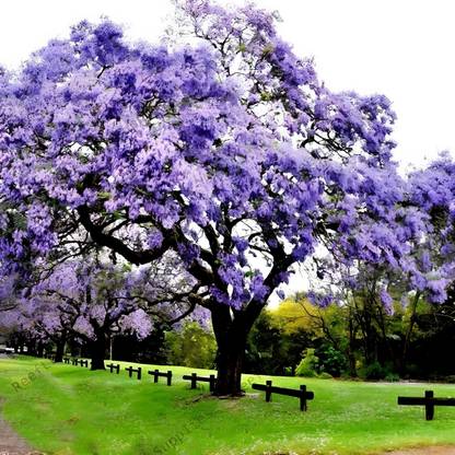 NooElec Seeds India 20+ Seeds- Empress Tree Seeds (Paulownia tomentosa)- Exotic Tree Seed
