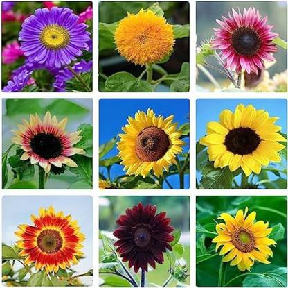 NooElec Seeds India 110+ Seeds- All Seasons Mix Sunflower Seeds for Planting, Mix Seed