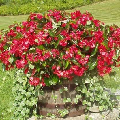 VibeX TLX-41 - Begonia - Dragon Wing Red - (90 Seeds) Seed