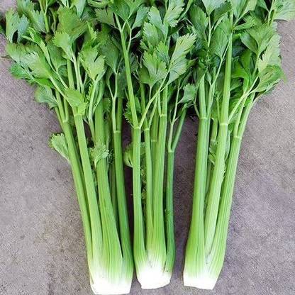 VibeX ® VMR-235 Nan Ling Cutting Celery Seeds Seed