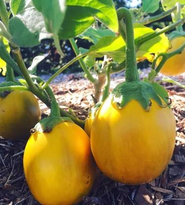 UGRA Wild Eggplant Seeds Seed