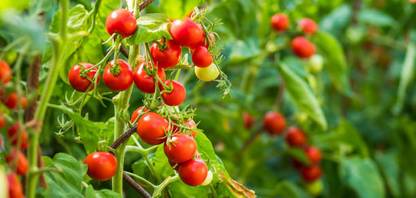 Cosmos tomato Seed