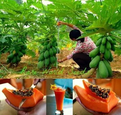 seedito papaya fruit seed Seed