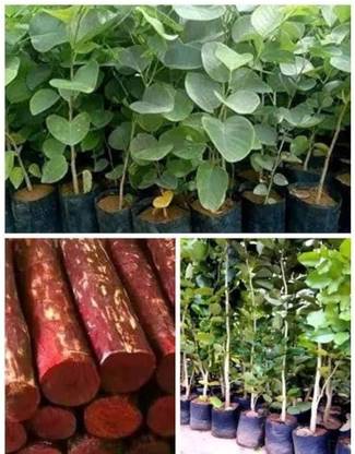 Arshiayat Red Sandelwood/Lal Chandan/Rakht Chandan Seed