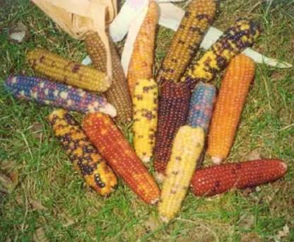 WILLVINE PAU -I Popcorn Mini Colored-[25g] Seed