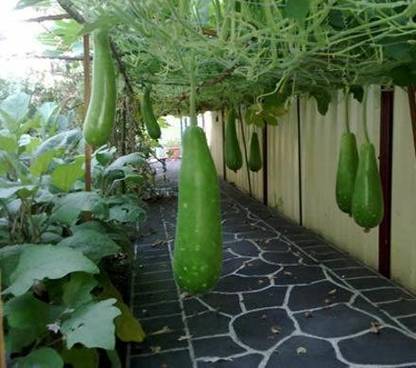 SREE Lauki, Lau, Bottle Gourd Seed
