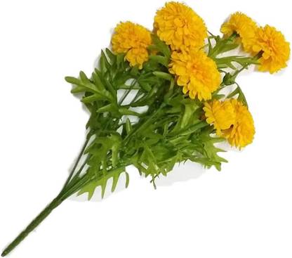 Mozette Exotic marigold yellow Seed