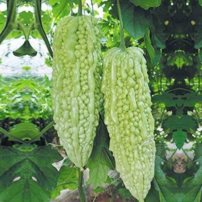 CYBEXIS VVI-21 - White Balsam Pear Bitter Melon - (100 Seeds) Seed