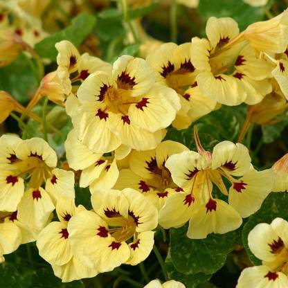 M-Tech Gardens Rare Hybrid Nasturtium " Troika Yellow " Exotic 5 Seed