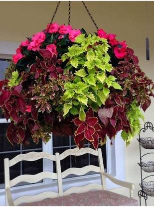MYAT Coleus flower seeds Balcony Beauty Seed