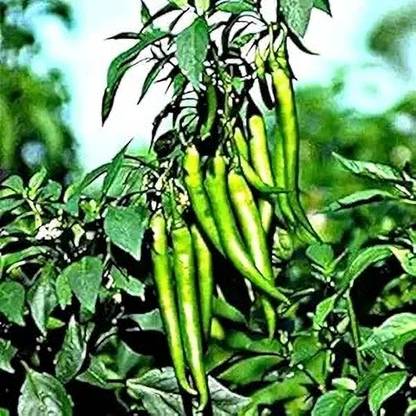 DHENU PRASAD Hybrid chilli (mirch) Seed