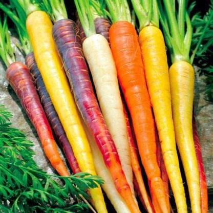 VibeX ® RXI-509 RAINBOW CARROTS Seeds 5 Colors Seed