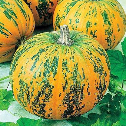 VibeX XL-29 - Giant Pepitas Hybrid Pumpkin Rare - (100 Seeds) Seed