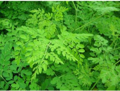 CYBEXIS LXI-90 - Fresh Moringa Oleifera Tree - (450 Seeds) Seed