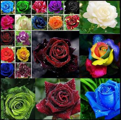 CRGO ROSE , GULAAB Seed