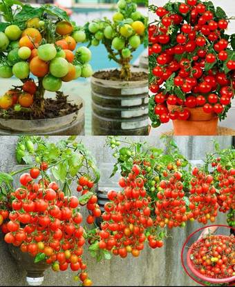 HYBRID F1 Hybrid Tomato seeds highest yield Verity early fruiting Seed