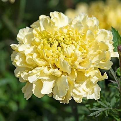 CYBEXIS XLL-18 - Sugar & Spice White Marigold - (250 Seeds) Seed