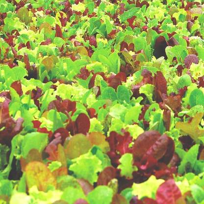 VibeX ® LXI-485 Lettuce Blend, Heirloom Vegetable Seeds Seed