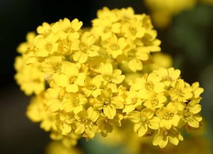 CYBEXIS Alyssum Gold Flower Seeds - Aurinia Saxatilis Seed