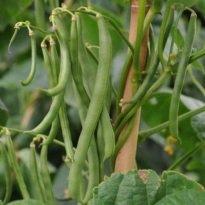 Aywal Vegetable French Beans For Home and Gardning Winter Seed