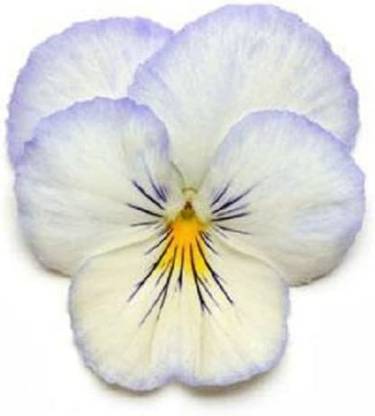 CYBEXIS Pansy Seeds Cool Wave Frost Trailing Pansy (Hanging Pansy) Seed