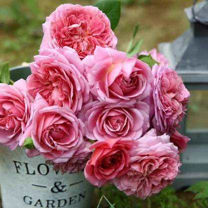 VibeX Japanese Rose Pink Climbing Seed