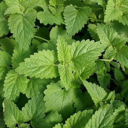 VibeX PUAS-60 - Catnip Mint - (1500 Seeds) Seed