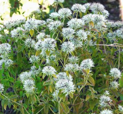CYBEXIS LXI-5 - Mountain Mint (Pycnanthemum muticum) - (150 Seeds) Seed