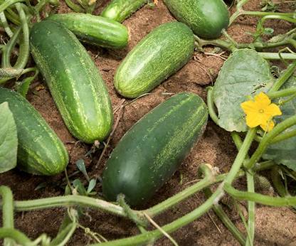 CHILLATAI Vellarikai / Khira / Cucumber Seed