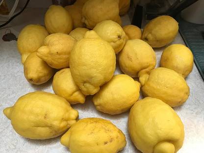 CRGO ® XII-740 Meyer Lemon Tree Seeds Seed