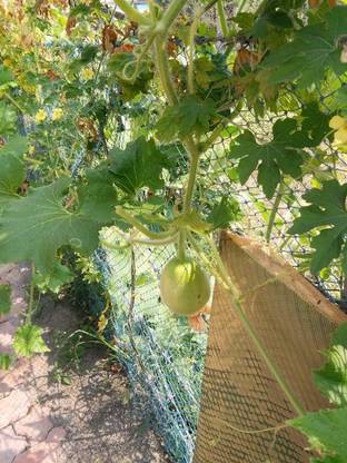 VibeX KGF -88 - Ficifolia Pumpkin Premium Hybrid Quality - (100 Seeds) Seed