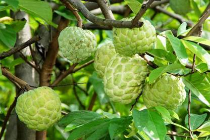 AMAJIT Custard Apple, Sitaphal, Sweet-sop, Atta Fruit Seed