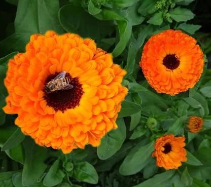 Quentova Calendula Neon Flower-XLR Seed