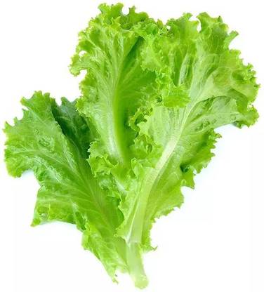 Avysa Green Lettuce Seed
