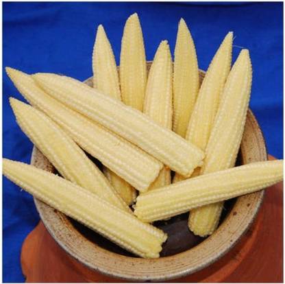 साइबेक्सिस मिनिचर स्वीट कॉर्न सीड्स-250 सीड्स बीज