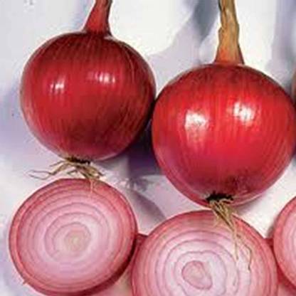 WILLVINE Southport Red Globe Onion Seeds Seed