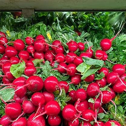 Lorvox Red Gol Mooli radish Seed