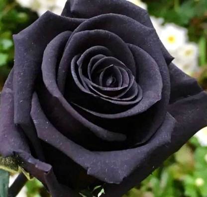 VibeX Black Rose Seeds ~ Flower Beautiful Seed