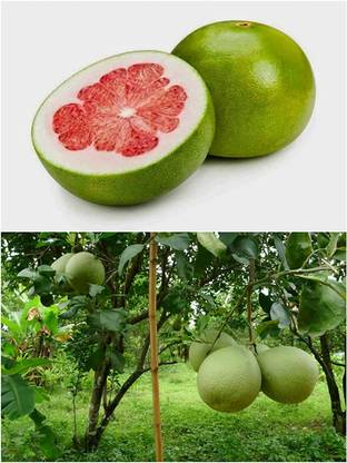 Aywal Red Lemon / Nimbu Hybrid Seed