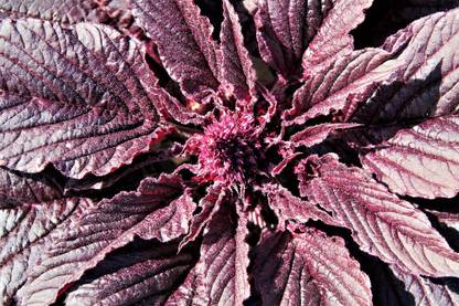 DHENU PRASAD 1787 F1 Hybrid Red Amaranthus / Red Spinach / Lal Saag / tandaljo / cheera Seed