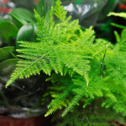 Biosnyg Asparagus Fern Seeds - A. plumosa nanus-[50 Seeds] Seed