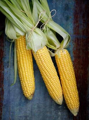WILLVINE KGF -XII N-30 Sweet Corn Seeds-[100g] Seed